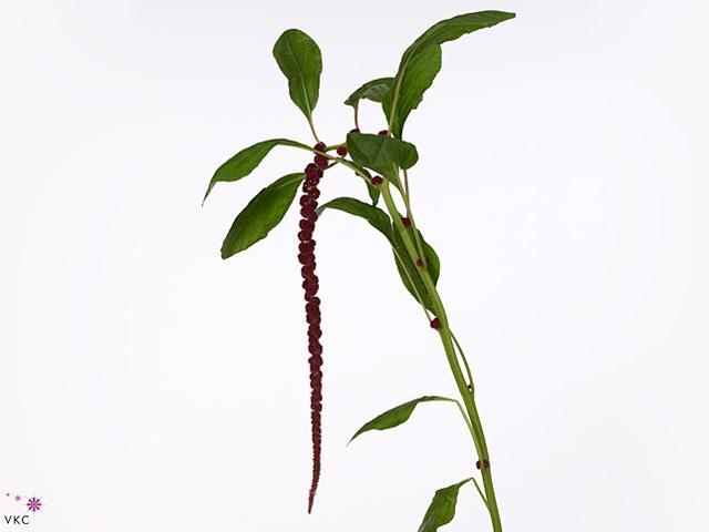 Amaranthus red cord
