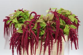 Amaranthus red cord