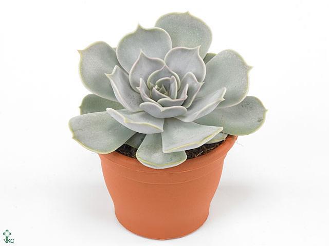 Echeveria Lilacina