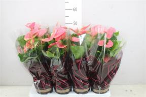 Anthurium Colorado pink 5+