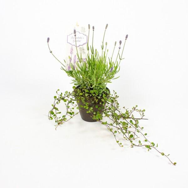 Lavandula angustifolia + Muhlenbeckia