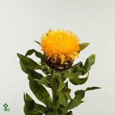 Centaurea macrocephala