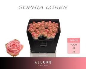 Rosa gr sophia loren