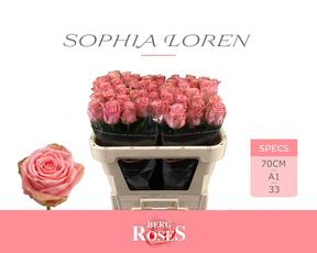 Rosa gr sophia loren