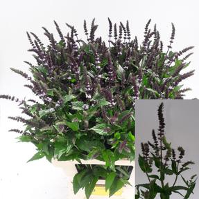 Mentha dark sensation