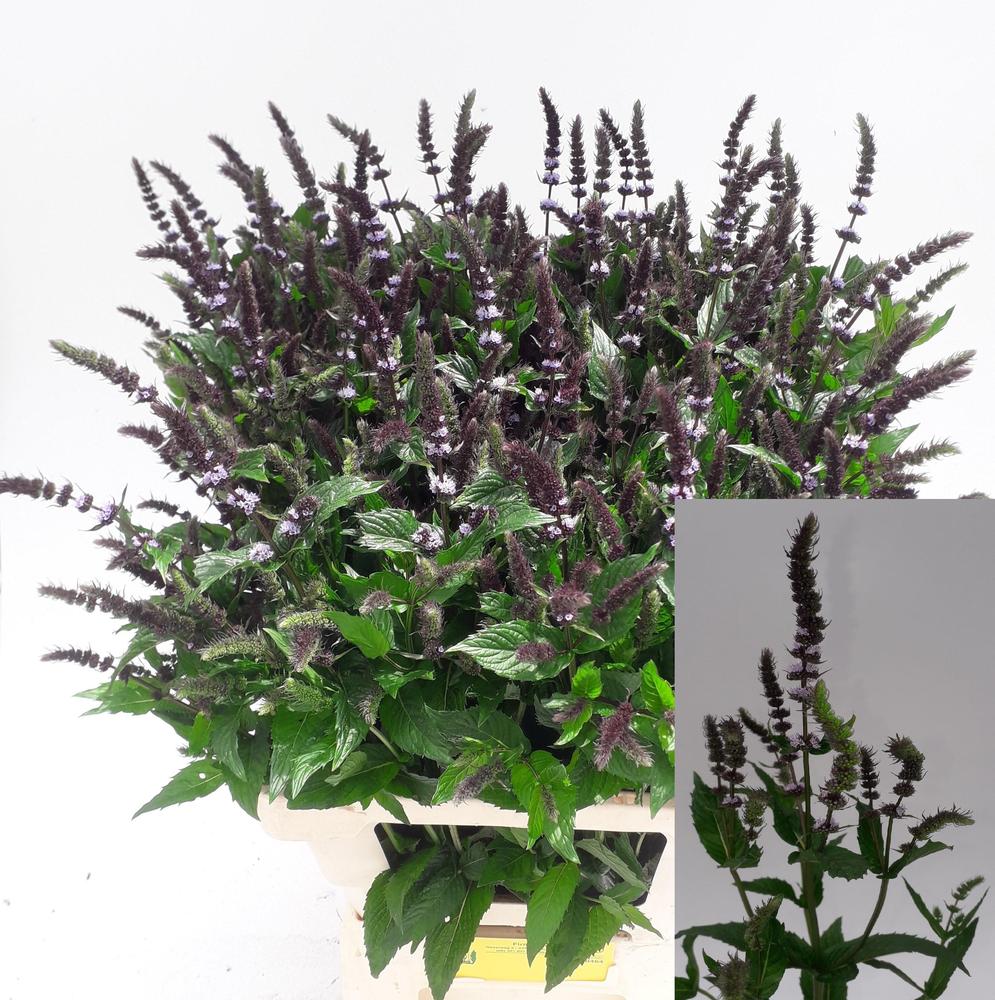 Mentha dark sensation