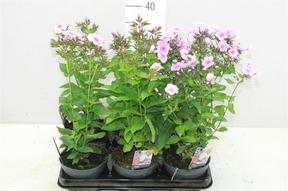 Phlox paniculata mix