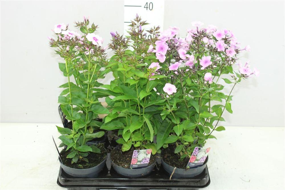 Phlox paniculata mix