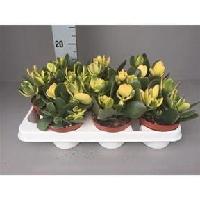 Crassula ovata Jade