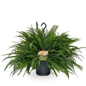 Nephrolepis bostoniensis