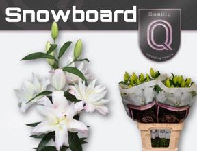 Lilium or dbl snowboard