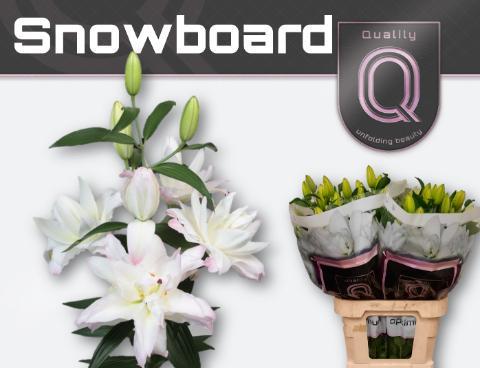 Lilium or dbl snowboard
