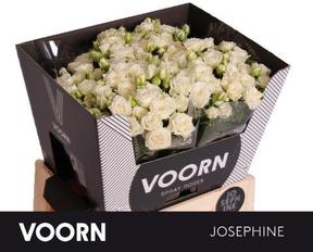 Rosa tr josephine