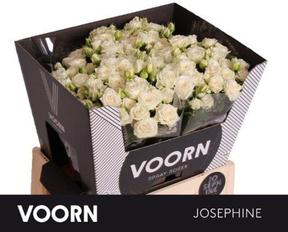 Rosa tr josephine