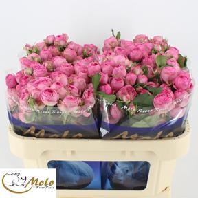 Rosa tr giselle!
