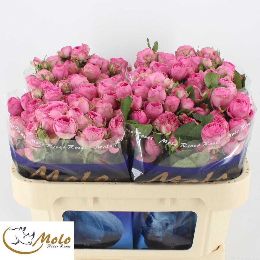 Rosa tr giselle!
