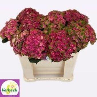 Hydrangea mag charlotte