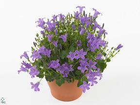 Campanula port. keramika