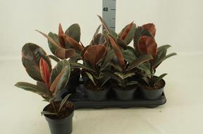 Ficus el. Belize