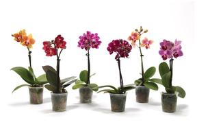 Phalaenopsis mini mix 1tak