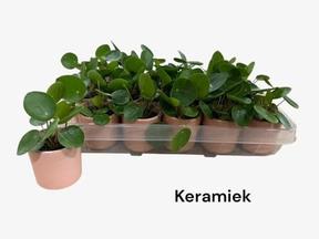 Pilea peperomiodes obal