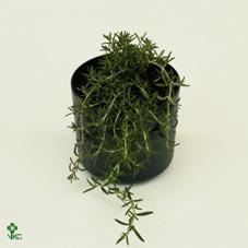 Rosmarinus officinalis