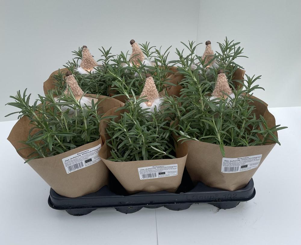 Rosmarinus officinalis