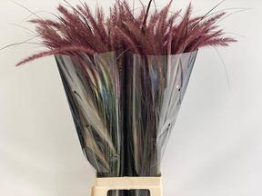Pennisetum rubrum