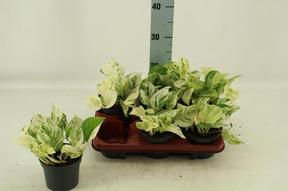 Epipremnum Happy Leaf