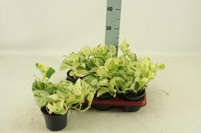 Epipremnum Happy Leaf