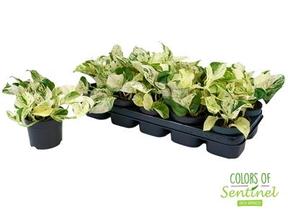 Epipremnum Happy Leaf