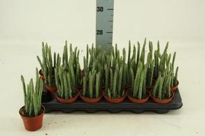 Stapelia