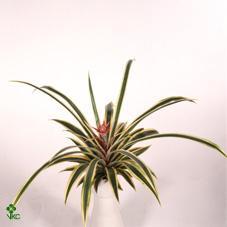 Ananas Champaca