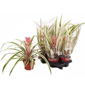Ananas Champaca