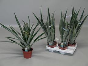Ananas Champaca