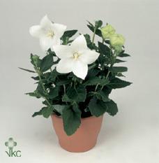 Platycodon astra mix
