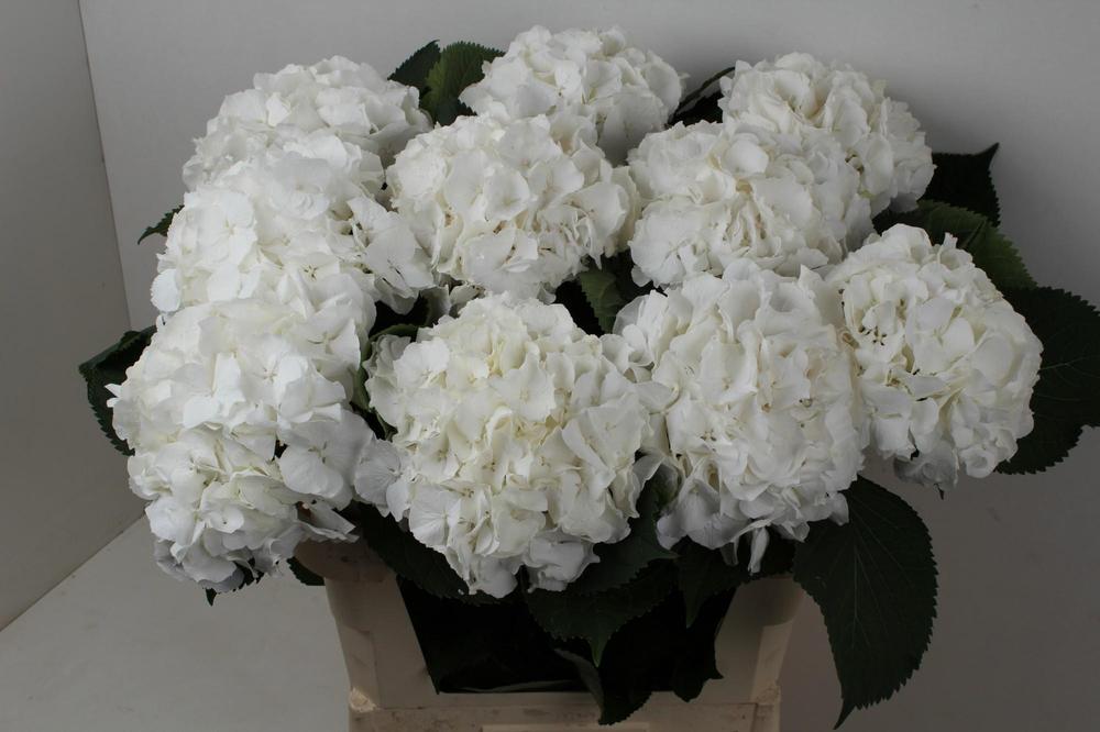 Hydrangea verena white