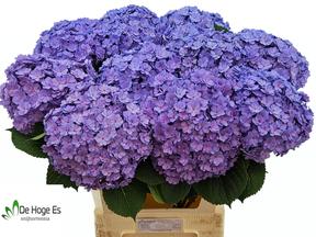 Hydrangea beautensia luxor blauw