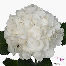 Hydrangea verena white