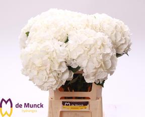 Hydrangea verena white