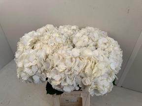 Hydrangea verena white