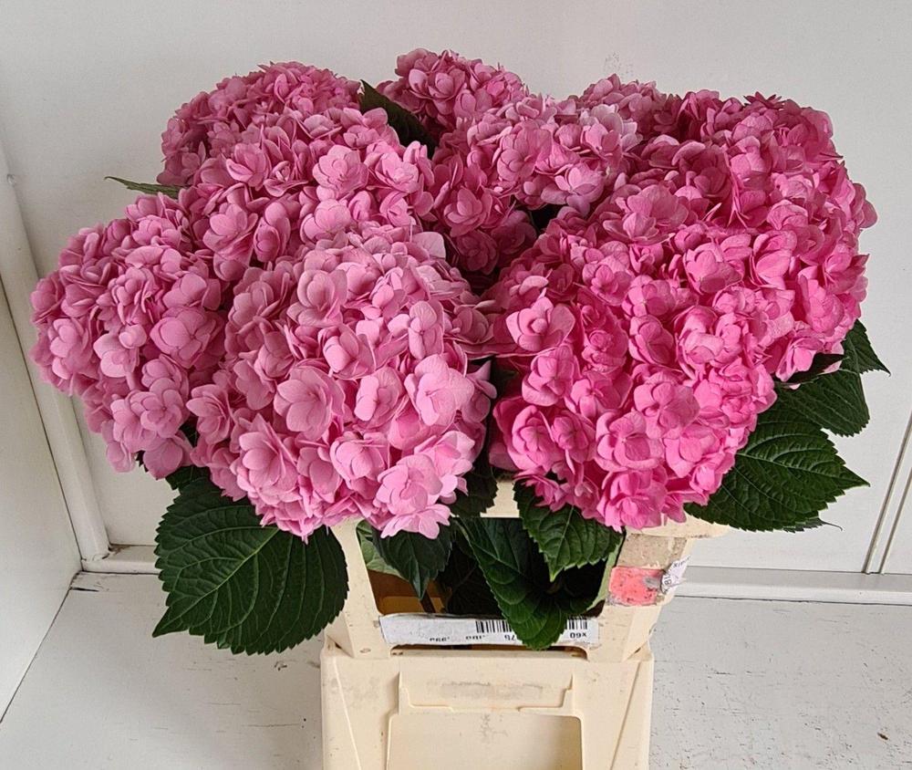 Hydrangea adora