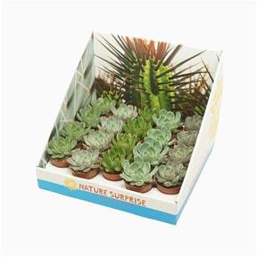 Echeveria mix