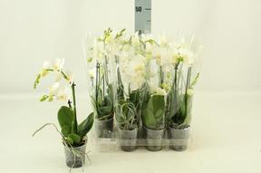 Phalaenopsis multiflora white 2tak