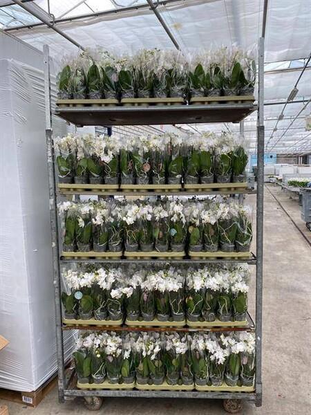 Phalaenopsis multiflora white 2tak