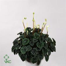 Peperomia caperata Quito