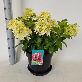 Hydrangea paniculata mix