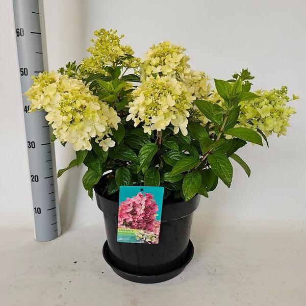 Hydrangea paniculata mix