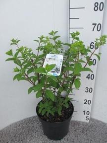 Hydrangea paniculata 8+