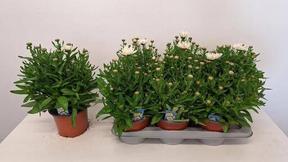 Leucanthemum Snow Lady